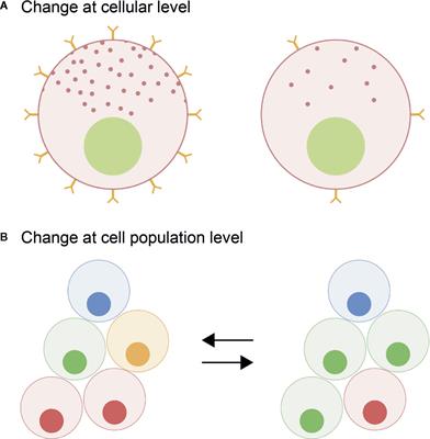 Direct and Indirect Effects of Sex Steroids on Gonadotrope Cell Plasticity in the Teleost Fish Pituitary